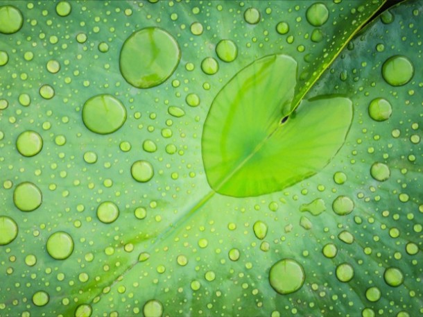 water-drops-on-leaves-610x457-1