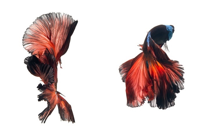 700x450xCentral-Embassy-11.jpg.pagespeed.ic.B3gjaHtKIL