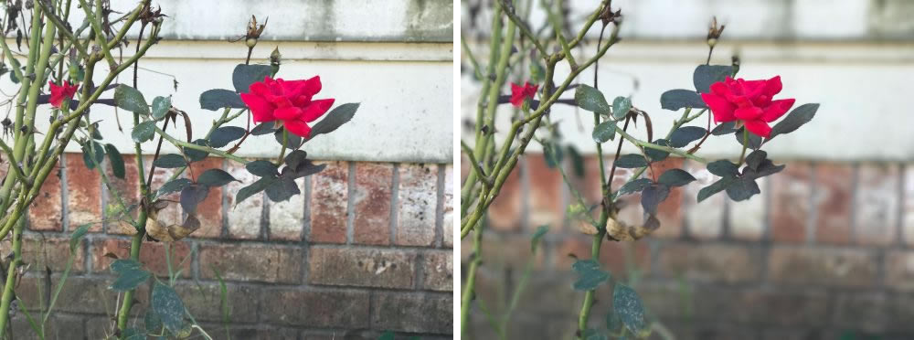 Portrait-mode-iphone7-plus-photo-5