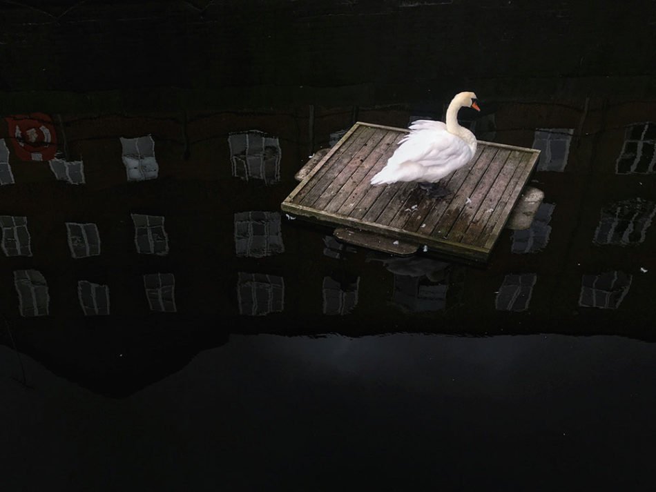 the-swan-in-the-pond--2nd-place-animals