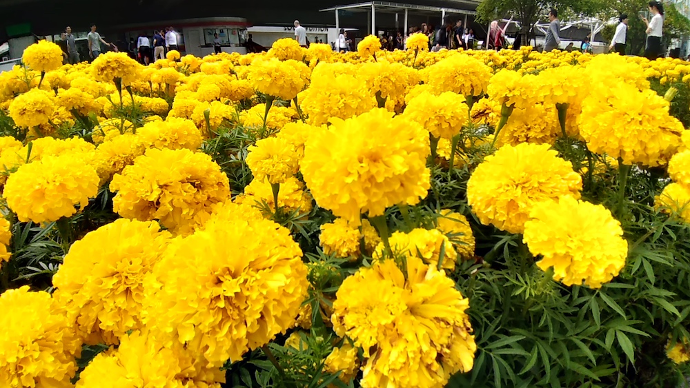 P_20171009_122204_vHDR_On