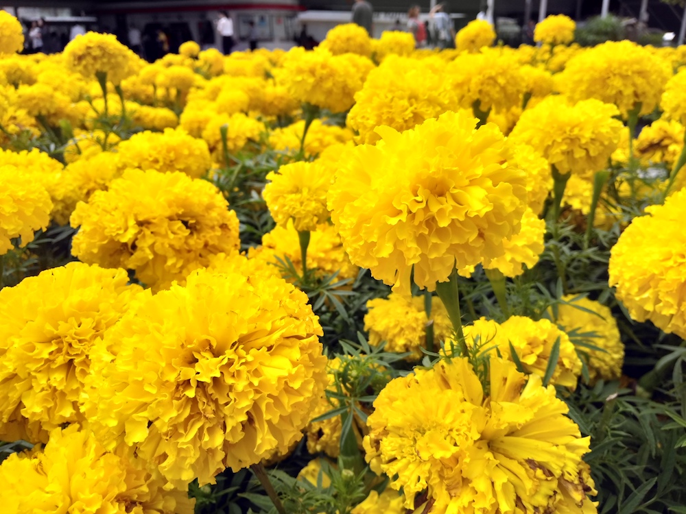 P_20171009_122218_vHDR_On