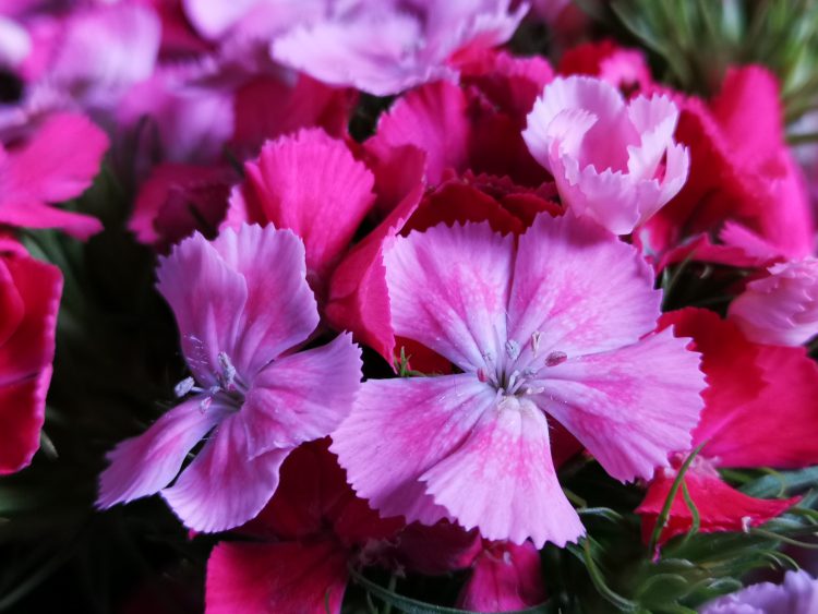 ลองของจริง!! ทดสอบใช้งานกล้อง Huawei P20 Pro สมาร์ทโฟนกล้องเทพที่สุดในขณะนี้