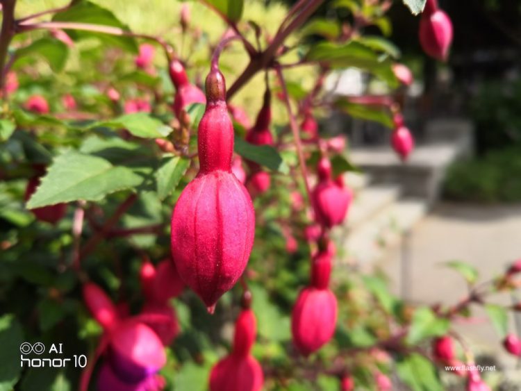 รีวิว Honor 10 สุดยอดแฟลกชิป กล้องคู่ 24MP พร้อม AI อัจฉริยะ ดีไซน์กระจก Aurora สุดงาม ความจุ 128GB ราคาสุดคุ้ม