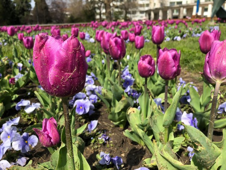 iPhone X เบียดชนะ Huawei P20 Pro, Galaxy S9+ และ Pixel 2 XL ในการเปรียบเทียบกล้องแบบ Blind Test