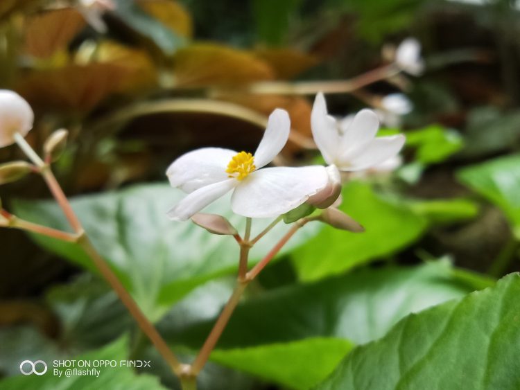 รีวิว OPPO Find X สมาร์ทโฟนแฟลกชิปดีไซน์สุดหรู หน้าจอไร้รอยบาก นวัตกรรมซ่อนกล้อง สแกนใบหน้า 3 มิติ สเปกเทพแรม 8GB ความจุ 256GB