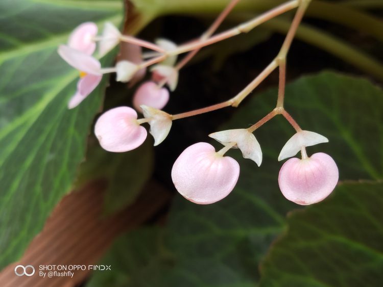 รีวิว OPPO Find X สมาร์ทโฟนแฟลกชิปดีไซน์สุดหรู หน้าจอไร้รอยบาก นวัตกรรมซ่อนกล้อง สแกนใบหน้า 3 มิติ สเปกเทพแรม 8GB ความจุ 256GB