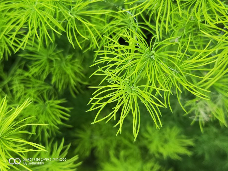 รีวิว OPPO Find X สมาร์ทโฟนแฟลกชิปดีไซน์สุดหรู หน้าจอไร้รอยบาก นวัตกรรมซ่อนกล้อง สแกนใบหน้า 3 มิติ สเปกเทพแรม 8GB ความจุ 256GB