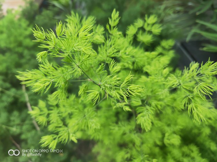 รีวิว OPPO Find X สมาร์ทโฟนแฟลกชิปดีไซน์สุดหรู หน้าจอไร้รอยบาก นวัตกรรมซ่อนกล้อง สแกนใบหน้า 3 มิติ สเปกเทพแรม 8GB ความจุ 256GB