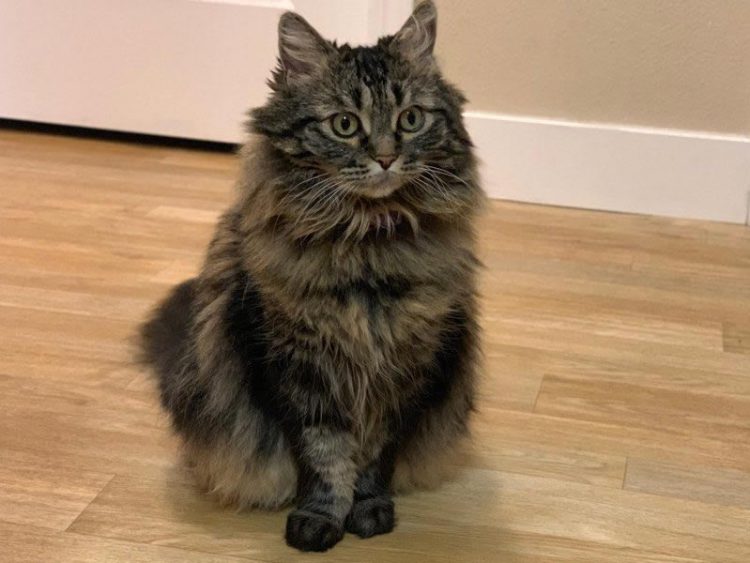 สอนวิธีใช้ฟีเจอร์ Depth Control ใน iPhone XS หรือ XS Max บน iOS 12 และ iOS 12.1 Beta