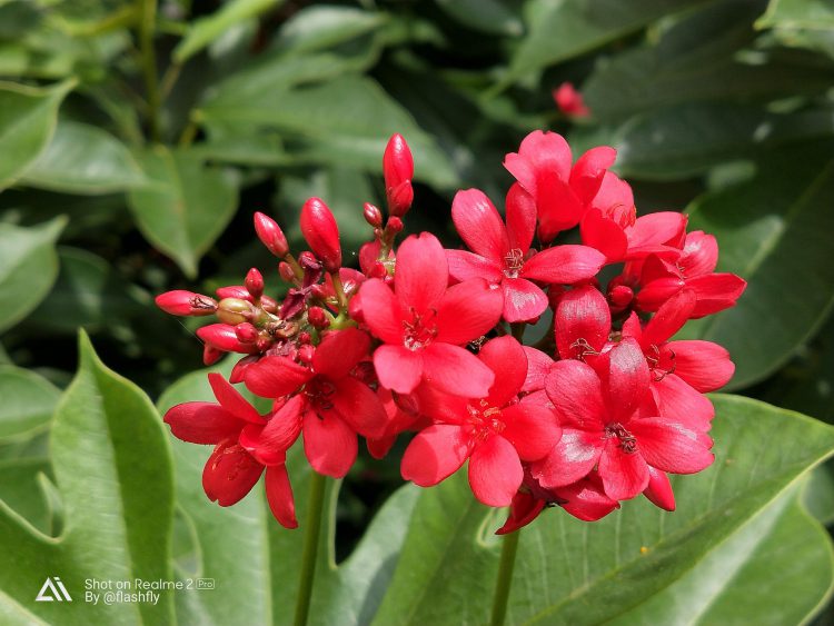 รีวิว Realme 2 Pro สมาร์ทโฟนค่ายน้องใหม่ จอใหญ่ 6.3 นิ้วแรม 8GB รอม 128GB เล่น ROV ได้ 61 FPS มีกล้องคู่หลัง เริ่มต้นแค่ 5,990 บาท