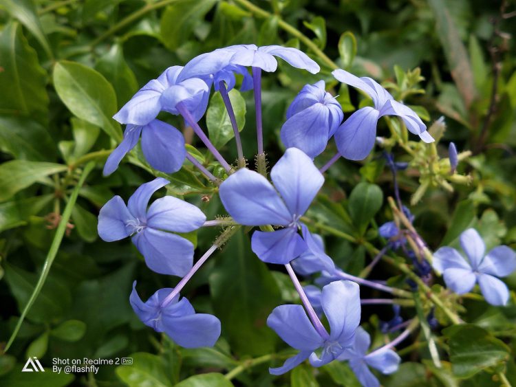 รีวิว Realme 2 Pro สมาร์ทโฟนค่ายน้องใหม่ จอใหญ่ 6.3 นิ้วแรม 8GB รอม 128GB เล่น ROV ได้ 61 FPS มีกล้องคู่หลัง เริ่มต้นแค่ 5,990 บาท