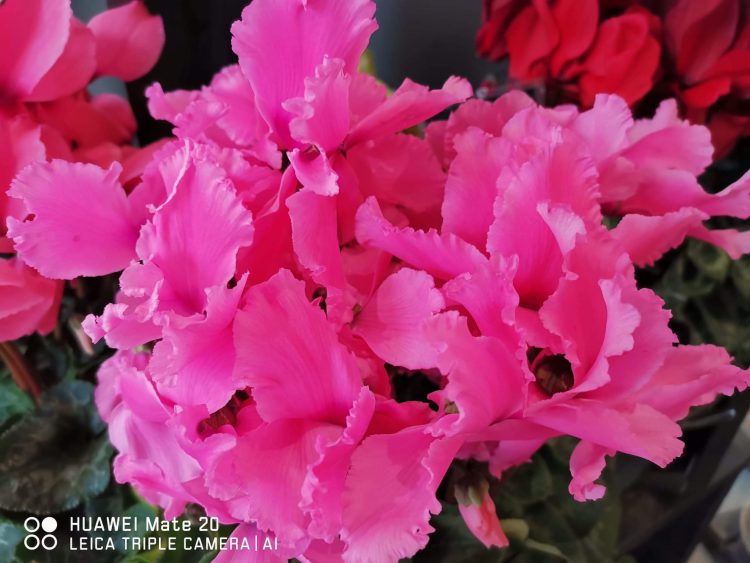 เจาะลึก Huawei Mate 20 สมาร์ทโฟนเรือธง สเป็คจัดเต็ม เทคโนโลยีจัดหนัก ในราคาที่น่าเป็นเจ้าของที่สุดในตอนนี้