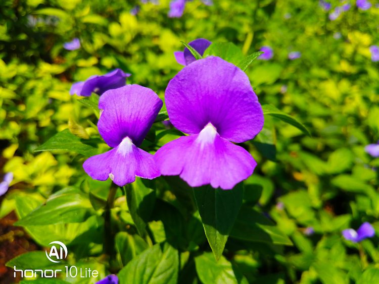 รีวิว Honor 10 Lite ดีไซน์ไล่เฉดสีสุดงาม เซลฟี่สวย สไตล์คุณ กล้อง AI ความละเอียด 24 ล้านพิกเซล สเปกแรงระดับเรือธง ราคาสุดคุ้ม