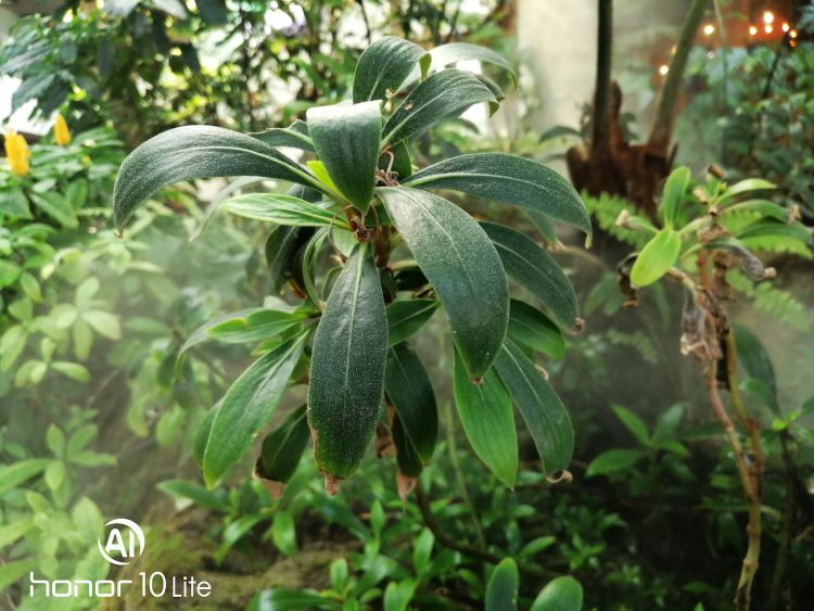 รีวิว Honor 10 Lite ดีไซน์ไล่เฉดสีสุดงาม เซลฟี่สวย สไตล์คุณ กล้อง AI ความละเอียด 24 ล้านพิกเซล สเปกแรงระดับเรือธง ราคาสุดคุ้ม