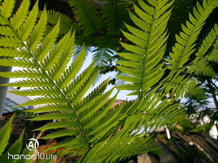 รีวิว Honor 10 Lite ดีไซน์ไล่เฉดสีสุดงาม เซลฟี่สวย สไตล์คุณ กล้อง AI ความละเอียด 24 ล้านพิกเซล สเปกแรงระดับเรือธง ราคาสุดคุ้ม