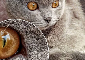 Redmi อาจเปิดตัวสมาร์ทโฟนรุ่นแรกของโลก ที่มาพร้อมกล้อง 64 ล้านพิกเซล ปล่อยรูปภาพทีเซอร์ออกมาแล้ว