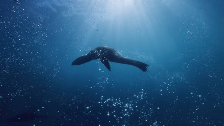 Apple TV ได้รับ Screensaver ใหม่ 10 แบบ เปลี่ยนจอทีวีให้เป็นตู้ปลา จากท้องทะเลจริง