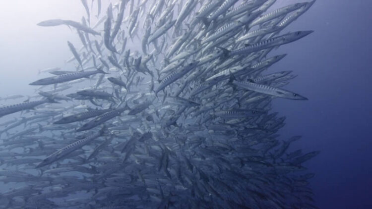 Apple TV ได้รับ Screensaver ใหม่ 10 แบบ เปลี่ยนจอทีวีให้เป็นตู้ปลา จากท้องทะเลจริง