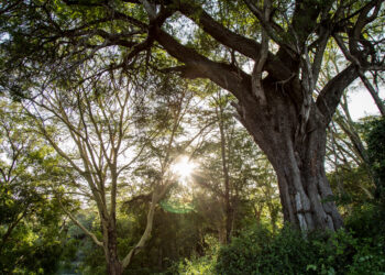 Apple เปิดตัว Restore Fund (กองทุนเพื่อการฟื้นฟูธรรมชาติ) มูลค่า 200 ล้านเหรียญสหรัฐ ตั้งเป้าขจัดก๊าซคาร์บอนไดออกไซด์จากชั้นบรรยากาศอย่างน้อย 1 ล้านเมตริกตันในแต่ละปี