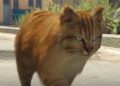 GTA 6 อาจอนุญาตให้ผู้เล่นมีสัตว์เลี้ยงเป็นของตัวเอง