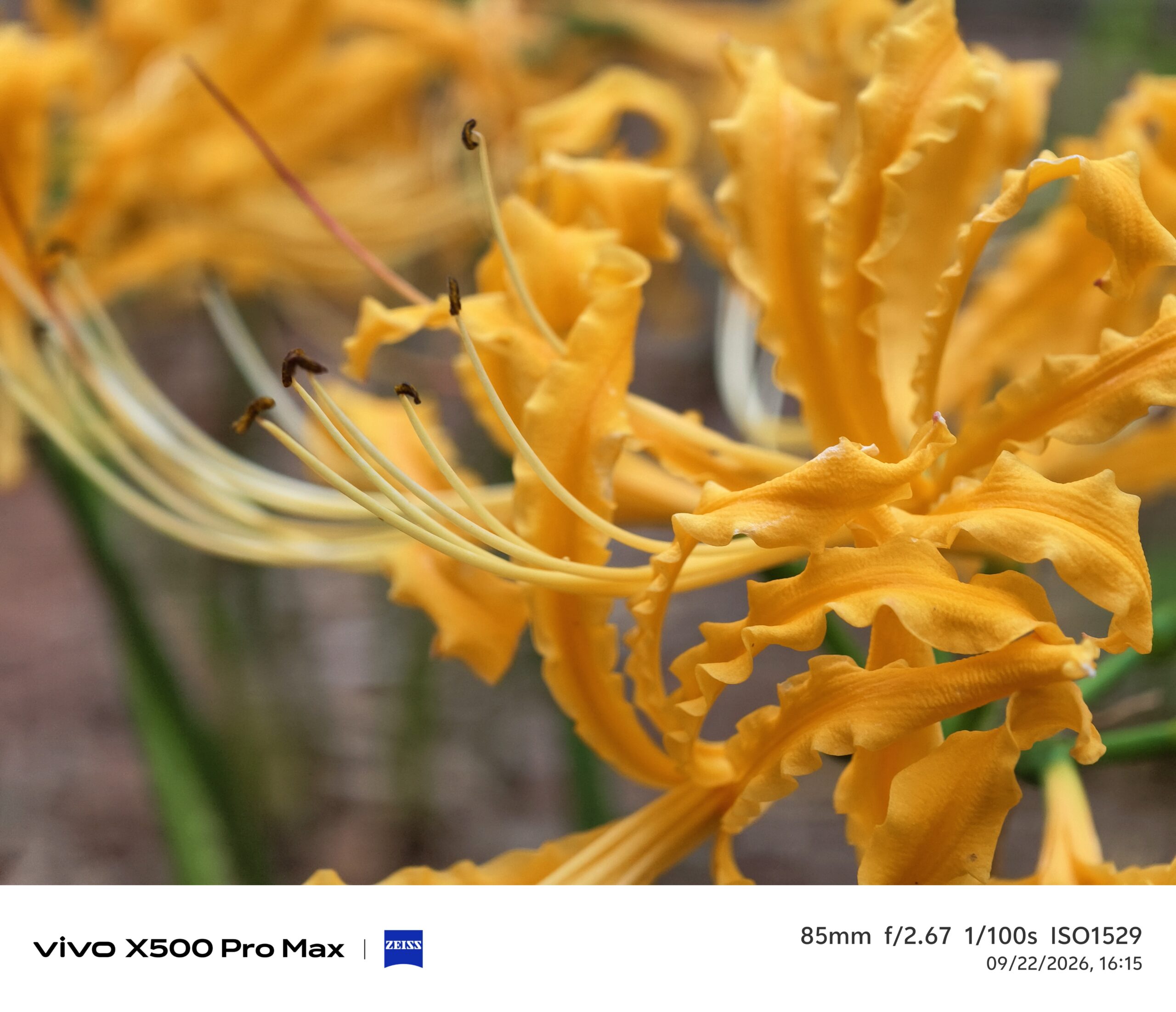 พรีวิว vivo X500 Pro Max ระบบกล้องใหม่ ชิป Dimensity 9600 Pro แบต 7800mAh พร้อม OriginOS 7