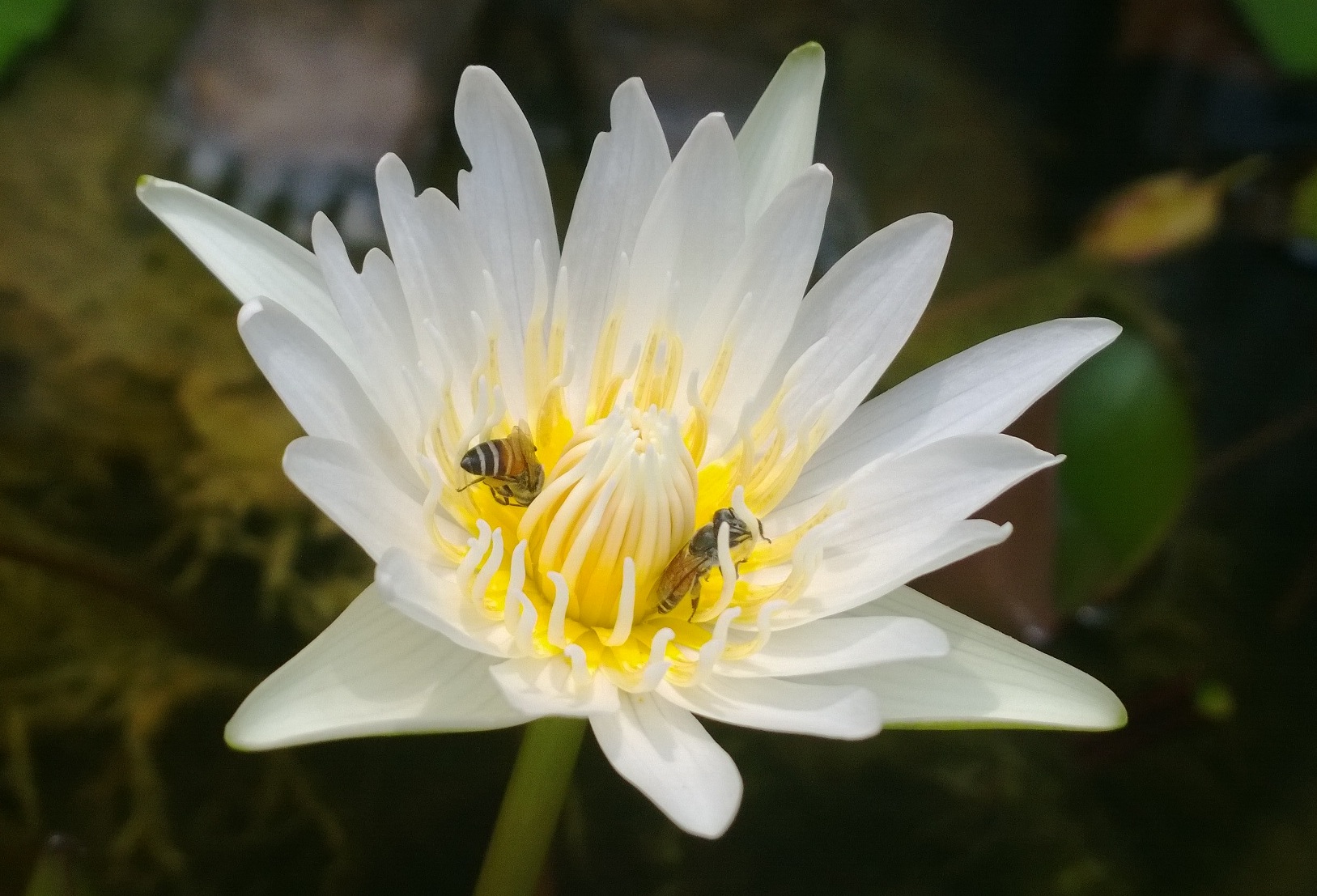 รีวิวแอพถ่ายภาพมืออาชีพ Nokia Pro Camera บน Lumia 1020,Lumia 925 และ Lumia 920