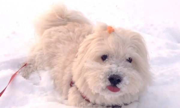 ชมคลิปน้องหมาเล่นหิมะแสนน่ารัก ที่ถ่ายจาก Nokia Lumia 1520