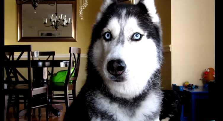 สุดฮา คลิปหมาพูดภาษาคนได้!! คลิปสุดฮิตที่กำลังกลับมาเป็นกระแสในโลกโซเชียลอีกครั้ง