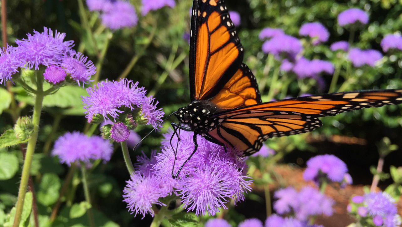 Screen Shot 2557-09-11 at 5.49.54 PM