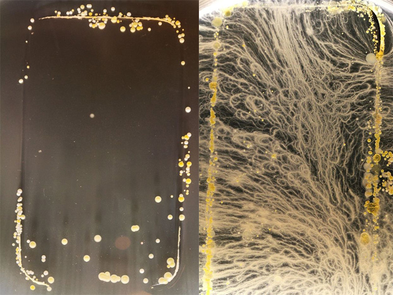 สุดสยอง!! จะเกิดอะไรขึ้นเมื่อนำหน้าจอสมาร์ทโฟนไปเพาะเชื้อแบคทีเรีย (ชมภาพ)