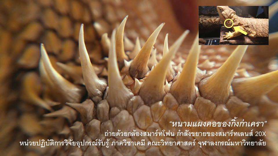 chula-smart-lens-example-pic-3