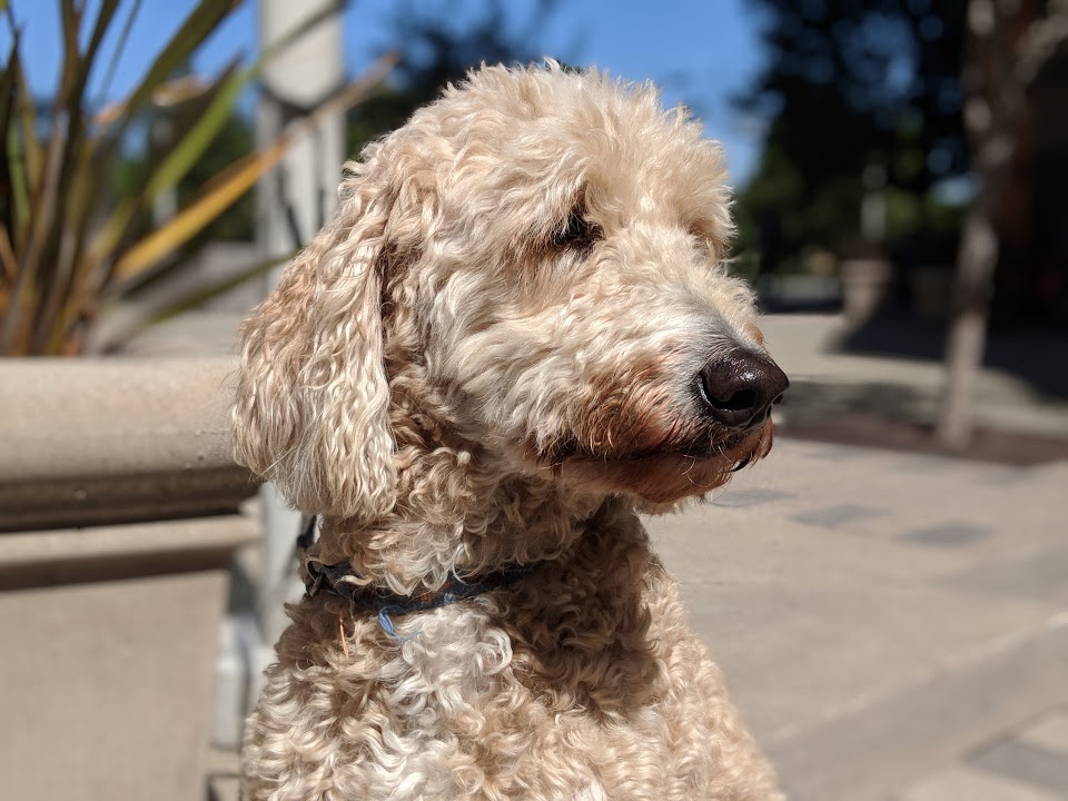 00100dPORTRAIT_00100_BURST20170914121422905_COVER