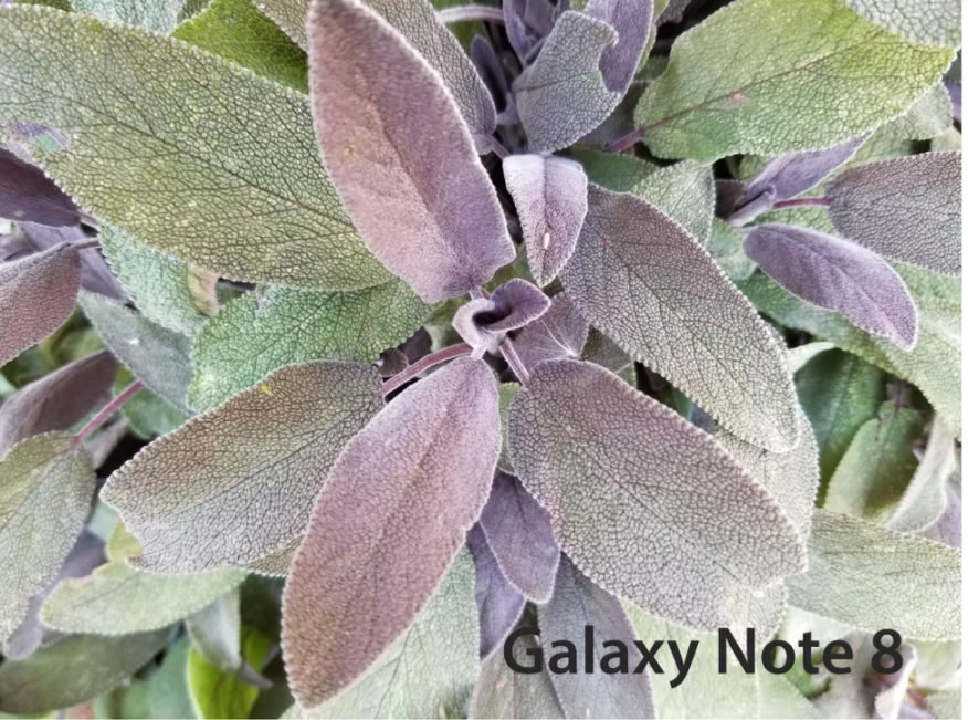 Close-up-Galaxy-Note-8