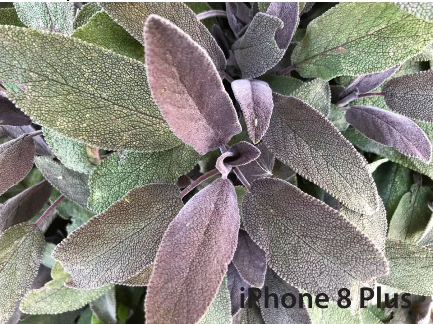 Close-up-iPhone-8-Plus