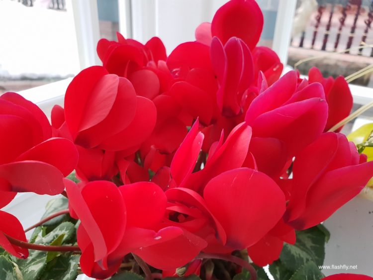 รีวิว Samsung Galaxy S9 และ Galaxy S9+ สมาร์ทโฟนสุดล้ำกล้อง F/1.5 ถ่าย Slo-mo ได้ 960 fps และฟีเจอร์โดนใจ AR Emoji