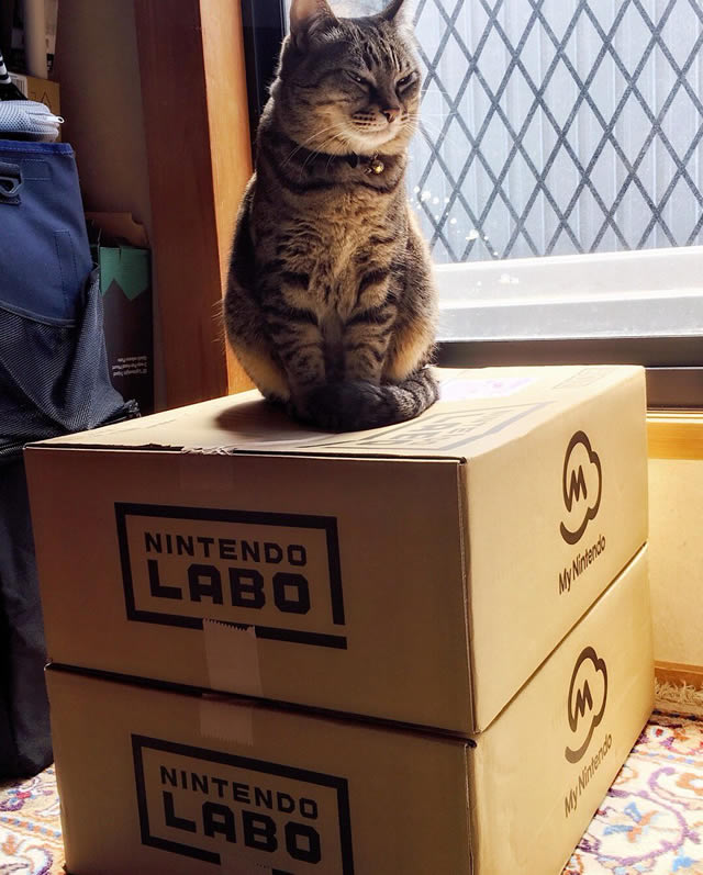 Nintendo Labo vs Cat