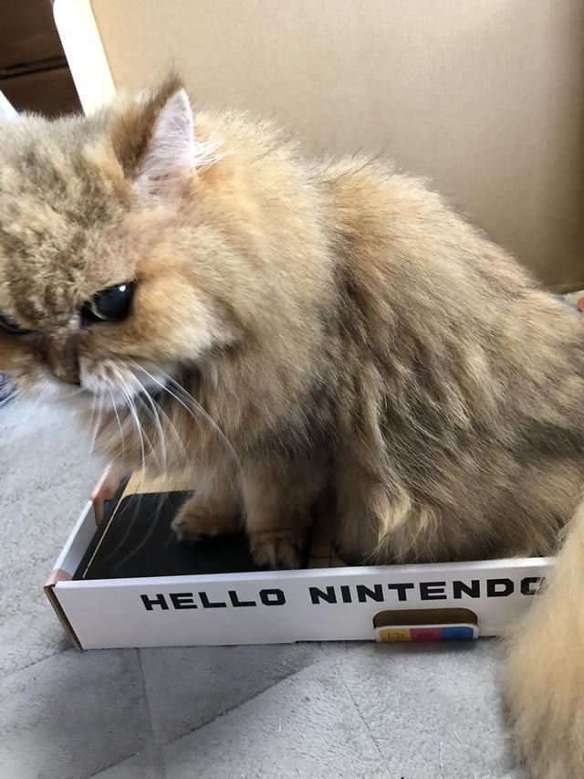 Nintendo Labo vs Cat