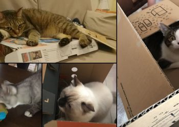 โกรธไม่ลง!! รวมวีรกรรมแสบของเจ้าเหมียว หลังเจ้าของนำ Nintendo Labo เข้าบ้าน (มีคลิป)