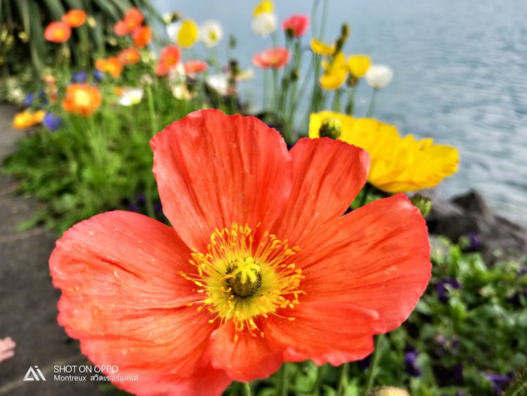 รีวิวใช้งานกล้อง OPPO R15 Pro กล้องหลัง AI คู่ 20+16 ล้านพิกเซล พร้อมเซนเซอร์ล่าสุด IMX519 และโหมดถ่ายภาพบุคคล AI portrait mode