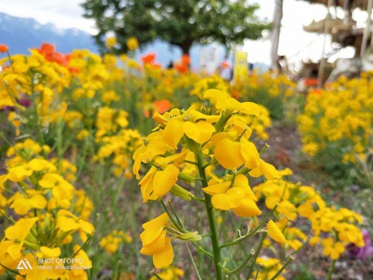 รีวิวใช้งานกล้อง OPPO R15 Pro กล้องหลัง AI คู่ 20+16 ล้านพิกเซล พร้อมเซนเซอร์ล่าสุด IMX519 และโหมดถ่ายภาพบุคคล AI portrait mode