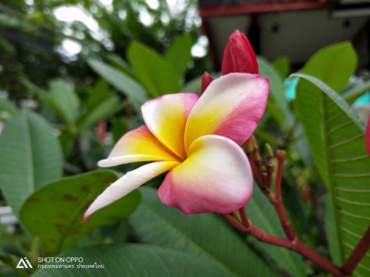 รีวิวใช้งานกล้อง OPPO R15 Pro กล้องหลัง AI คู่ 20+16 ล้านพิกเซล พร้อมเซนเซอร์ล่าสุด IMX519 และโหมดถ่ายภาพบุคคล AI portrait mode