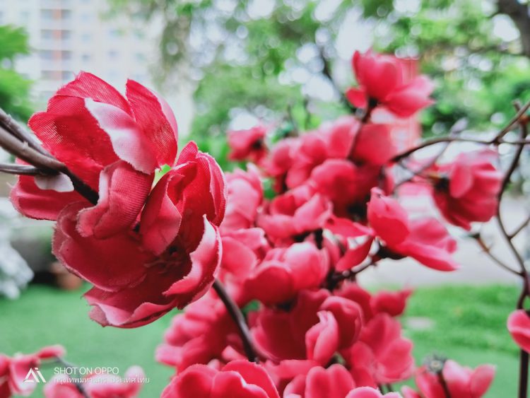 รีวิวใช้งานกล้อง OPPO R15 Pro กล้องหลัง AI คู่ 20+16 ล้านพิกเซล พร้อมเซนเซอร์ล่าสุด IMX519 และโหมดถ่ายภาพบุคคล AI portrait mode