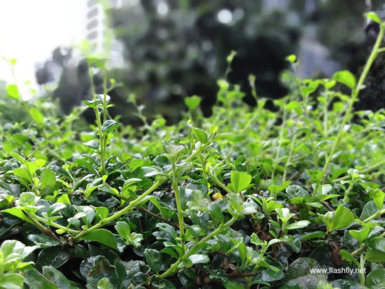 รีวิว Honor 7C มาพร้อมกล้องคู่หน้าจอ Fullview ขนาด 5.99 นิ้ว ปลดล็อคด้วยใบหน้า ราคาสุดคุ้มไม่ถึง 5,000 บาท