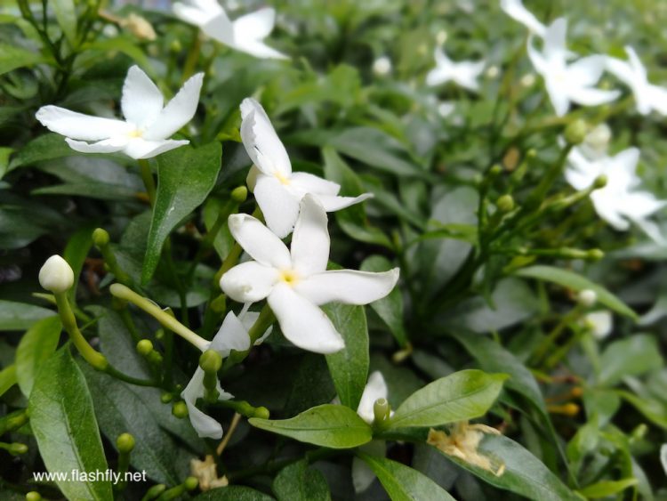 รีวิว Honor 7C มาพร้อมกล้องคู่หน้าจอ Fullview ขนาด 5.99 นิ้ว ปลดล็อคด้วยใบหน้า ราคาสุดคุ้มไม่ถึง 5,000 บาท