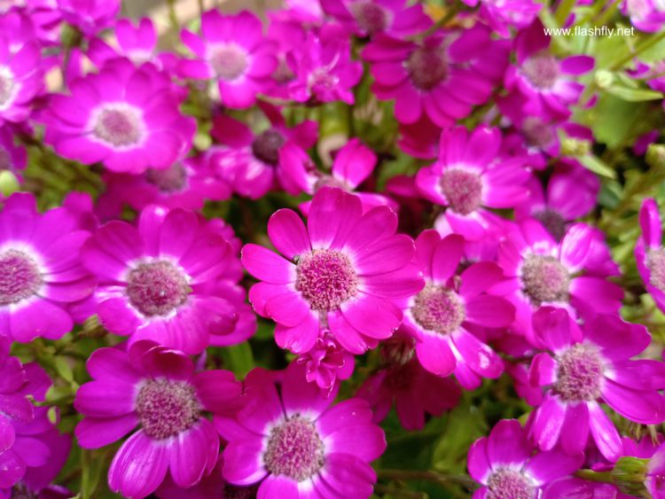 รีวิว OPPO F7 กล้องหน้า 25 ล้านพิกเซลพร้อม AI Beauty 2.0 จอ Super Full Screen ใหญ่สะใจ ดีไซน์สวย ไม่ถึงหมื่นบาท