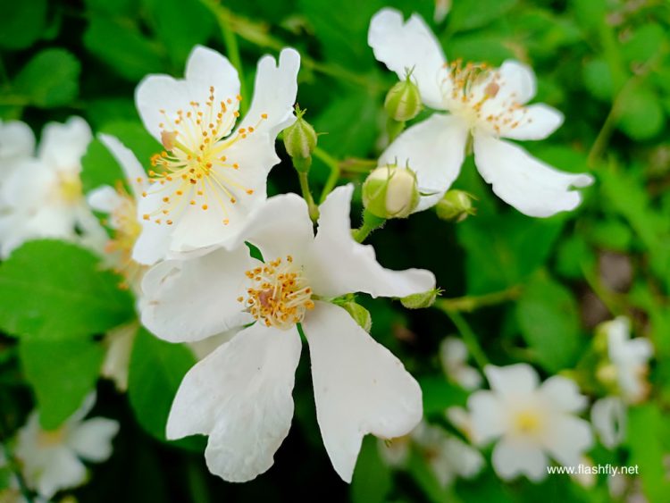 รีวิว OPPO F7 กล้องหน้า 25 ล้านพิกเซลพร้อม AI Beauty 2.0 จอ Super Full Screen ใหญ่สะใจ ดีไซน์สวย ไม่ถึงหมื่นบาท