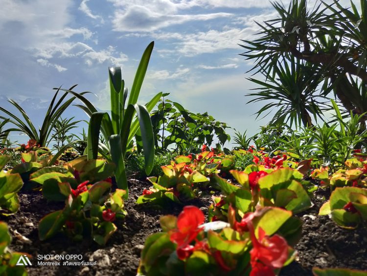 รีวิวใช้งานกล้อง OPPO R15 Pro กล้องหลัง AI คู่ 20+16 ล้านพิกเซล พร้อมเซนเซอร์ล่าสุด IMX519 และโหมดถ่ายภาพบุคคล AI portrait mode
