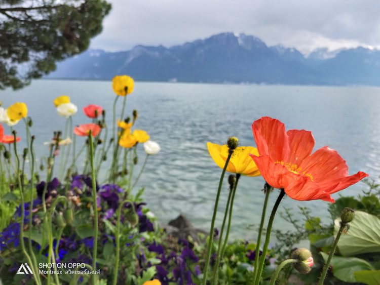 รีวิวใช้งานกล้อง OPPO R15 Pro กล้องหลัง AI คู่ 20+16 ล้านพิกเซล พร้อมเซนเซอร์ล่าสุด IMX519 และโหมดถ่ายภาพบุคคล AI portrait mode