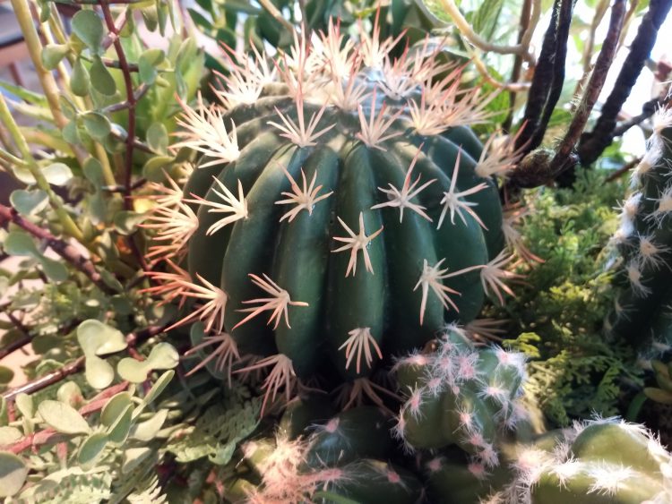 รีวิว Samsung Galaxy A8 Star จอใหญ่สะใจ 6.3 นิ้วสเปกเกมเมอร์ กล้องเลนส์คู่อัจฉริยะ F1.7 ราคา 17,990 บาท